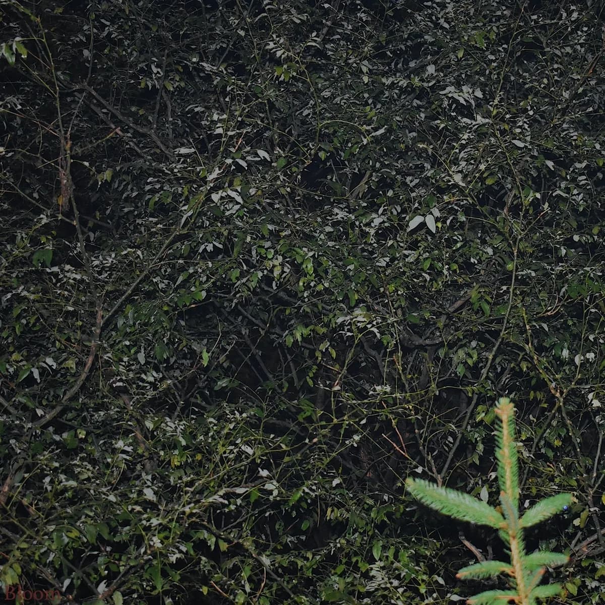 BLOOM - PICTUREMEGREEN